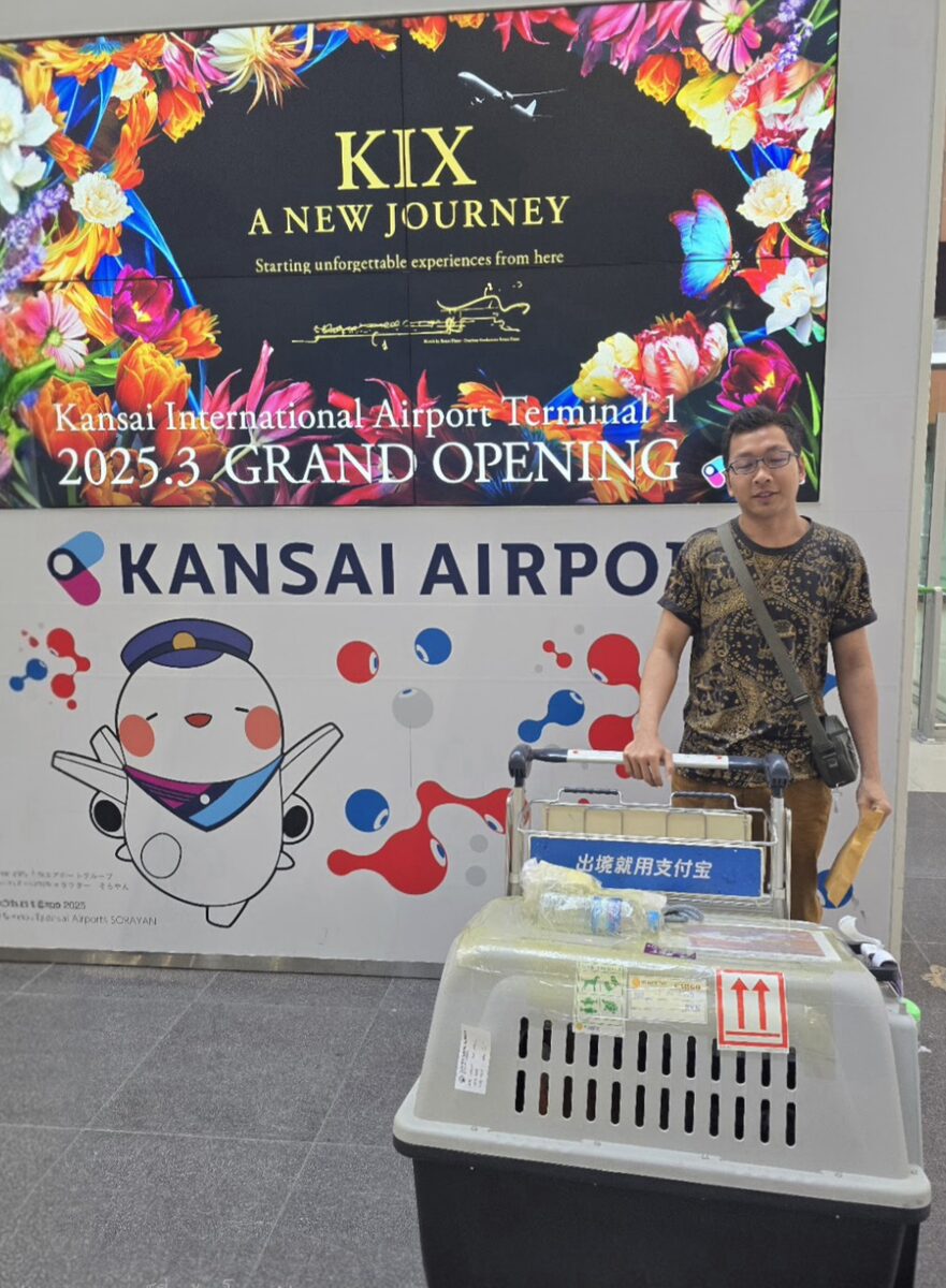 Choco — to Japan